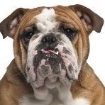 Bulldog