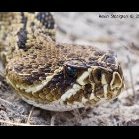 Crotalus