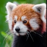 RedPanda